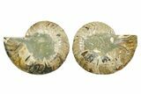 Cut & Polished Crystal-Filled Ammonite Fossil - Madagascar #364786-1